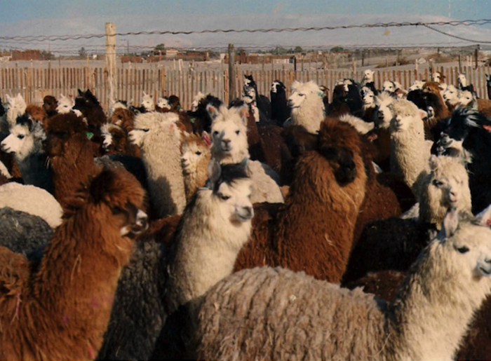 Alpaca's op een Israëlische boerderij.