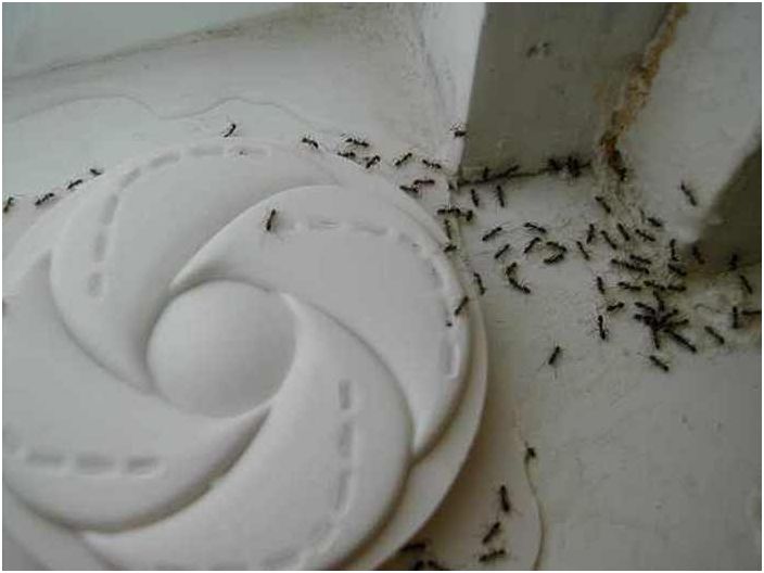 Mieren gevecht.